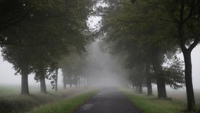 Slow 4K gimbal movement through a misty autumn tree avenue as leaves fall gently, evoking feelings of sadness, hope, and quiet reflection. - Powered by Shutterstock - Get 15% off with code: PIKWIZARD15