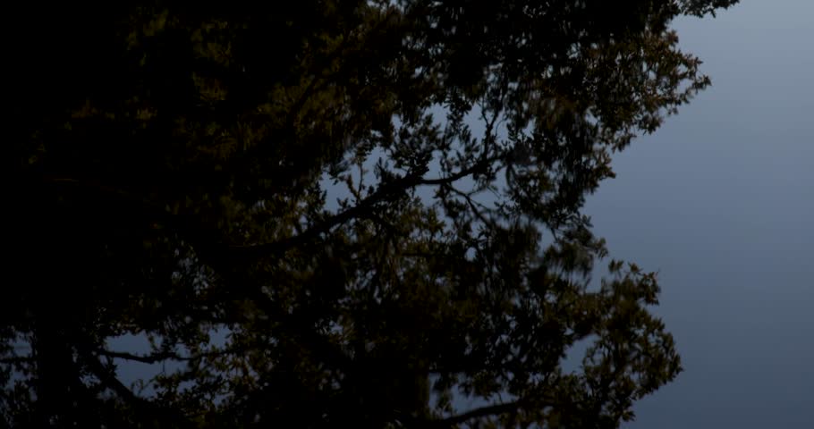 A misty forest with a stream of water. The orange sun is shining through the trees with a bright red and orange colorful atmosphere. Tilt up shot.