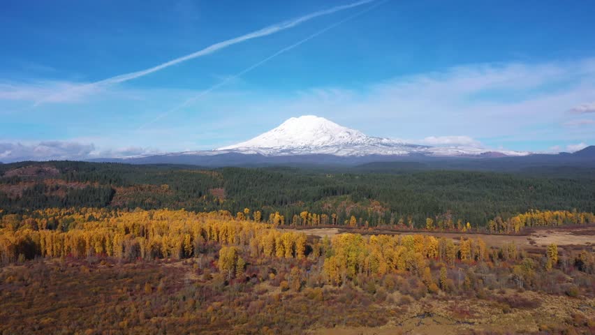 4K aerial drone footage of Mount Adams surrounded by colorful yellow and orange autumn forest in Trout Lake area, Washington State. Scenic fall landscape with clear sky and peaceful natural atmosphere