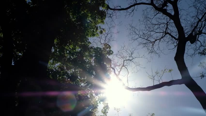 Low-angle view of the sun shining through green tree branches with a clear blue sky in the background, capturing the beauty of sunlight filtering through nature in daylight.