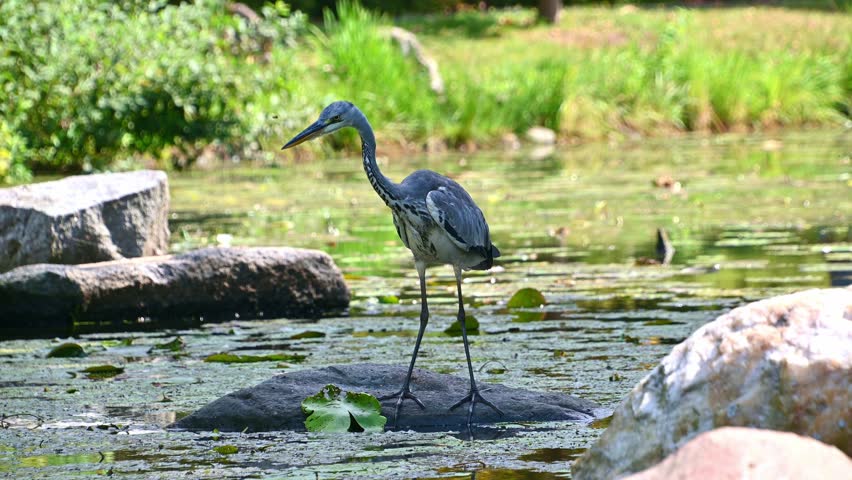 Graceful heron stalking prey by a lake in serene natural setting. The grey heron, Ardea cinerea.