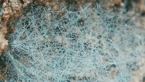 Spider web covered in countless dew drops shimmering in macro view - Powered by Shutterstock - Get 15% off with code: PIKWIZARD15