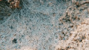 Spider web covered in countless dew drops shimmering in macro view - Powered by Shutterstock - Get 15% off with code: PIKWIZARD15