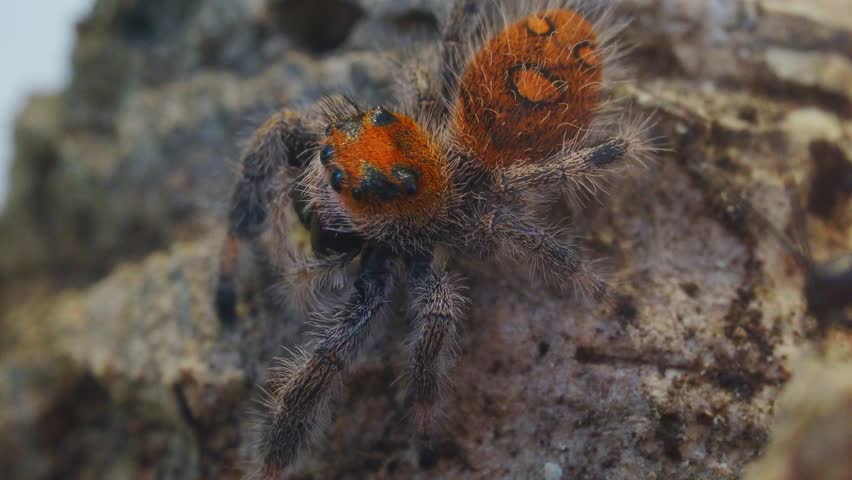 Jumping Spider Closeup. Video footage