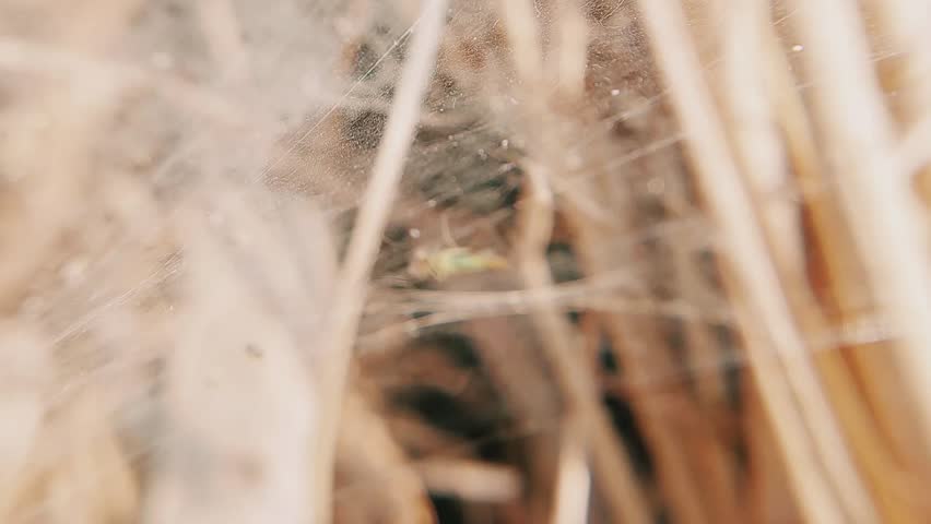 Extreme macro close-up of mosquito trapped in dewy spiderweb