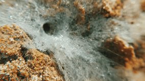 Macro close-up of spider funnel web entrance with dewdrops - Powered by Shutterstock - Get 15% off with code: PIKWIZARD15