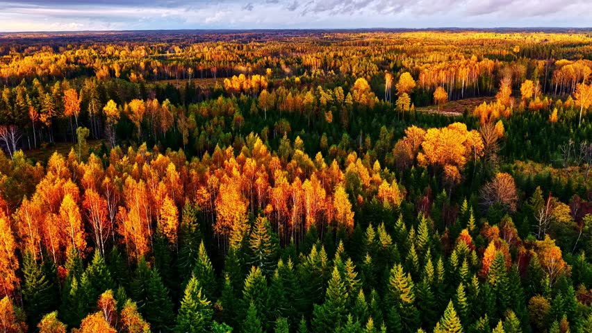 Sunset over autumn forest with golden light reflecting on treetops and calm horizon, glowing larch backdrop, aerial
