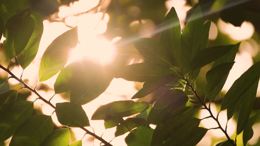Sunlight shining through green leaves in a peaceful natural setting, creating a warm and tranquil atmosphere in the early morning or late afternoon, bokeh nature tree blur with sunlight shining