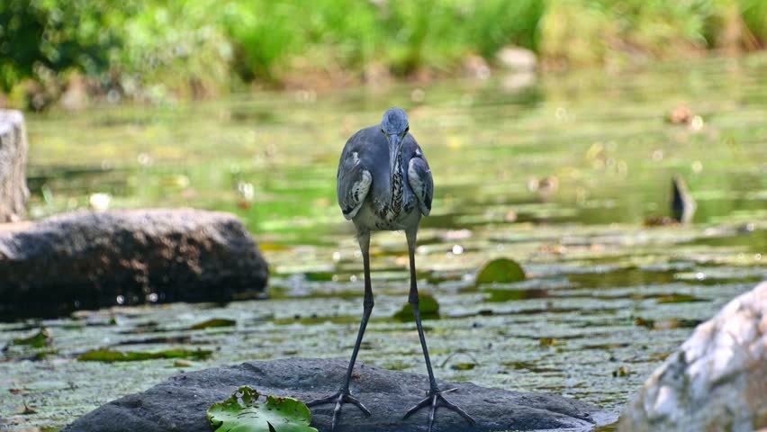 Graceful heron standing on a rock in a serene nature setting by the water. The grey heron, Ardea cinerea.