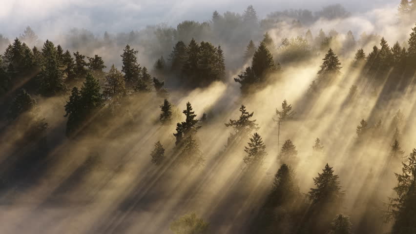 Early morning mist drifts through a forested Pacific Northwest landscape near Portland, Oregon. Fog and mist forms when moist air cools to its dew point, causing water vapor to condense.