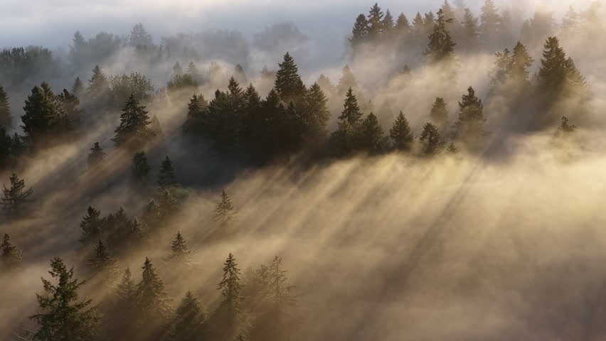 Early morning mist drifts through a forested Pacific Northwest landscape near Portland, Oregon. Fog and mist forms when moist air cools to its dew point, causing water vapor to condense.