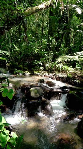 Shaded jungle stream flowing over rocks
