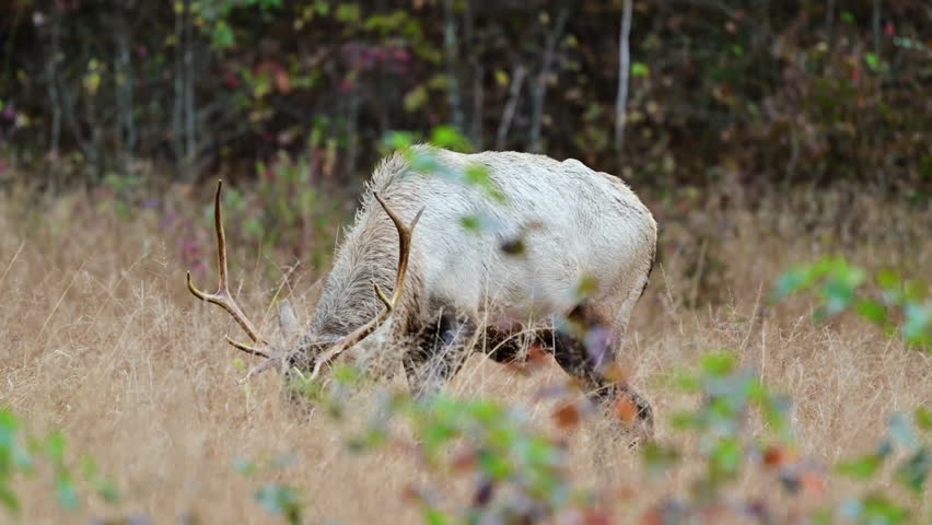 Bull elk in Autumn grazing in grassy field during Autumn rutting season, Cataloochee valley, Great Smoky Mountains National Park, North Carolina, US.