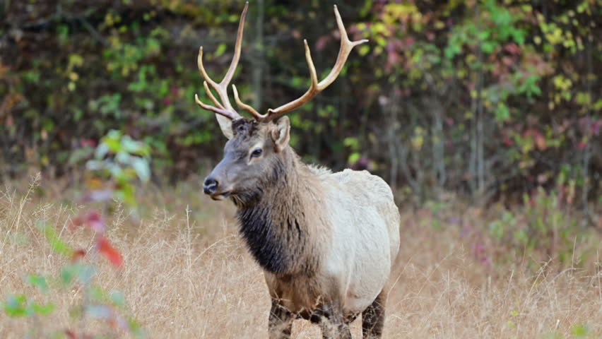 Bull elk standing in grassy field during Autumn rutting season, Cataloochee valley, Great Smoky Mountains National Park, North Carolina, US.