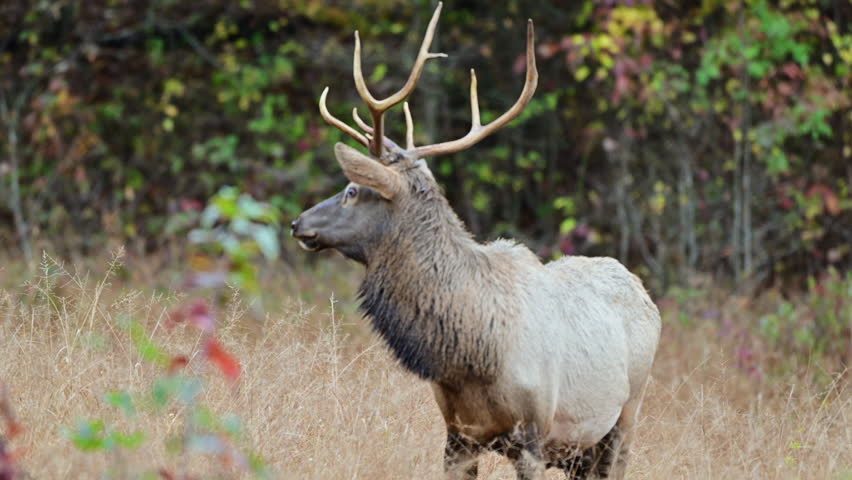 Bull elk standing in grassy field during Autumn rutting season, Cataloochee valley, Great Smoky Mountains National Park, North Carolina, US.