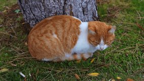 Slow motion shot of a ginger tabby cat sitting peacefully by a tree outdoors. Calm and cozy moment in nature, ideal for pet themes, animal clips, lifestyle visuals and relaxing footage. - Powered by Shutterstock - Get 15% off with code: PIKWIZARD15