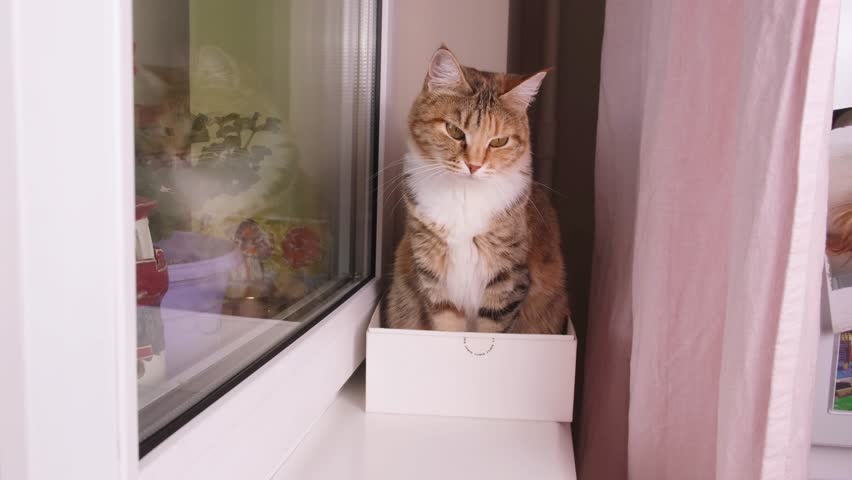 Domestic cat sits comfortably in small cardboard box on windowsill demonstrating feline love for confined spaces and playful curiosity in home setting