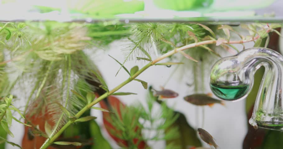 Tropical aquarium fish Galaxy Rasbora Danio Margaritatus. grab food from the surface of the aquarium water. Freshwater planted tank background.