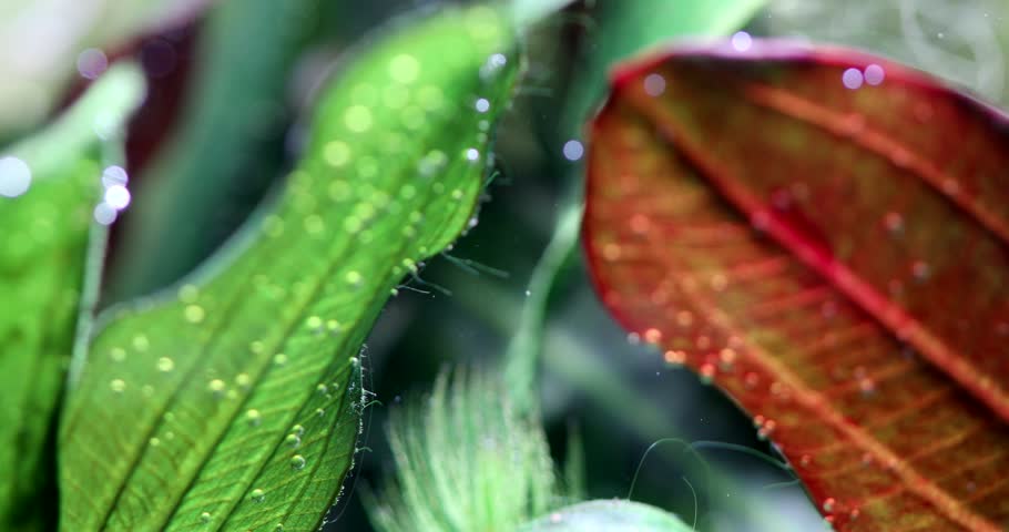 Freshwater decorative aquarium tank backgrounds. Swimming fish Galaxy Rasbora. Natural plants Echinodorus green red leaves. Close-up, macro, selective focus