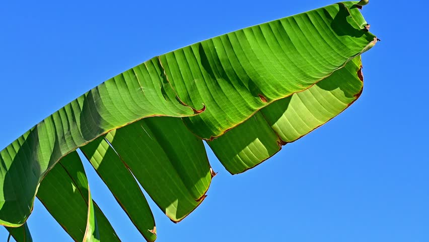 Large tropical banana leaf against a bright blue sky
