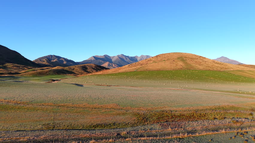 During road trip we can see a lot of sheeps farm beside the road on the hill is beautiful view in South Island New Zealand  