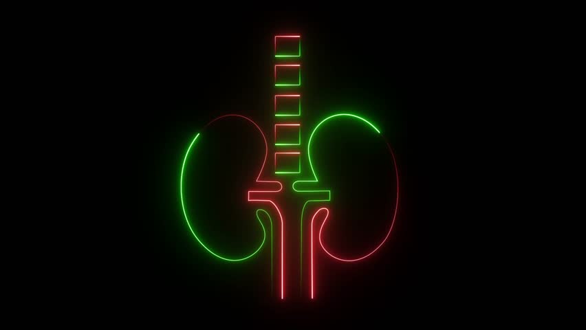 neon-style representation of the human renal system, which includes the kidneys and the spinal column. - Powered by Shutterstock - Get 15% off with code: PIKWIZARD15