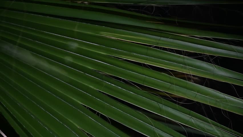 Close-up of a tropical palm leaf illuminated against a dark night background