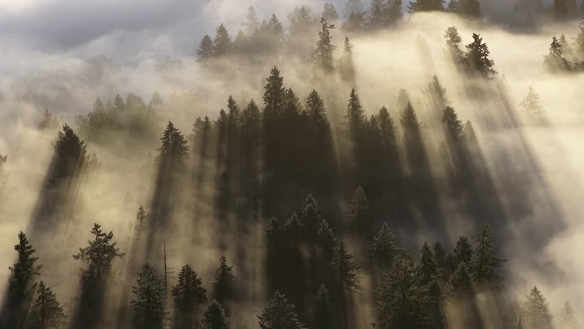 Early morning mist drifts through a forested Pacific Northwest landscape near Portland, Oregon. Fog and mist forms when moist air cools to its dew point, causing water vapor to condense.