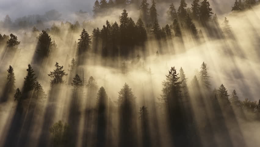 Early morning mist drifts through a forested Pacific Northwest landscape near Portland, Oregon. Fog and mist forms when moist air cools to its dew point, causing water vapor to condense.