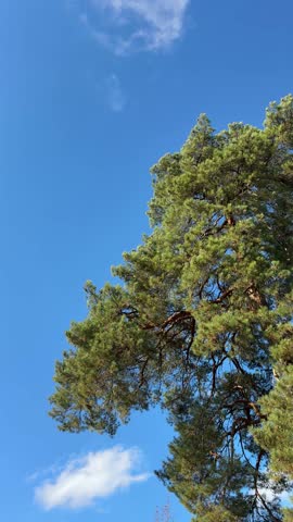 Pine tree Pinus sylvestris against blue sky, vertical video.
