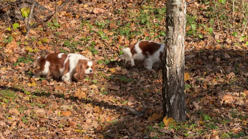 Two dogs Cavalier King Charles Spaniel in the autumn park.