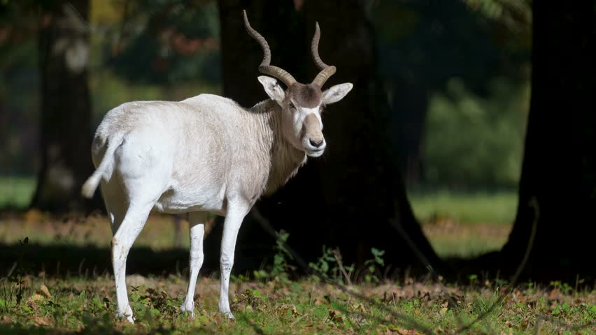 Portrait of a female Addax standing and observing in a plain on the edge of the forest. Addax nasomaculatus, Réserve de la Haute-Touche, Azay le Ferron, Indre 36, région Centre, France, Europe
