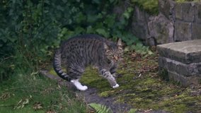 Tabby pet cat exploring garden super slow motion close up shot selective focus - Powered by Shutterstock - Get 15% off with code: PIKWIZARD15