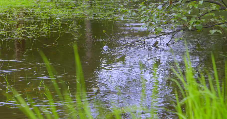 Rain falling on the marsh and beautiful grass