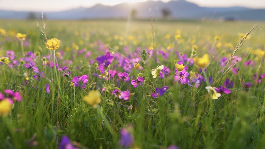Colorful wildflowers bloom in serene meadow at sunset. Camera moves through wild alpine flowers. Macro sliding shot. Summer alpine green flora background