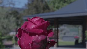 Vivid red rose dominates foreground in striking close-up while blurred woman stands in soft daylight garden setting. Focus creates contrast enhancing depth and mood. - Powered by Shutterstock - Get 15% off with code: PIKWIZARD15