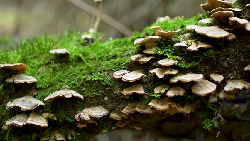 Close-up of numerous small light-colored shelf fungi (bracket mushrooms) growing out of vibrant green moss on a decaying log in a natural forest setting