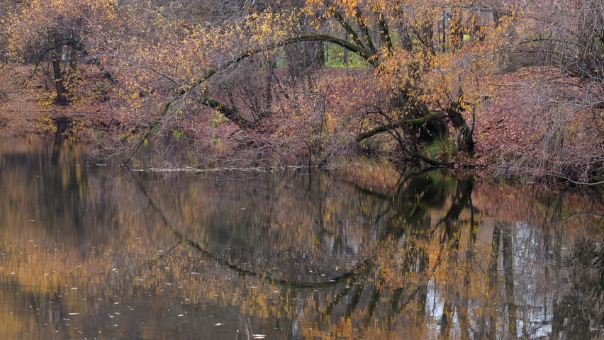 A body of water with trees in the background. The water is calm and still, with a few leaves floating on the surface. The trees in the background are mostly bare