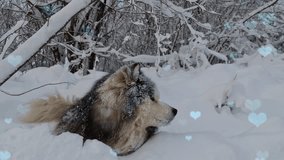 Romantic Winter Scene with Loving Hearts and a Cute Wolfdog - Powered by Shutterstock - Get 15% off with code: PIKWIZARD15