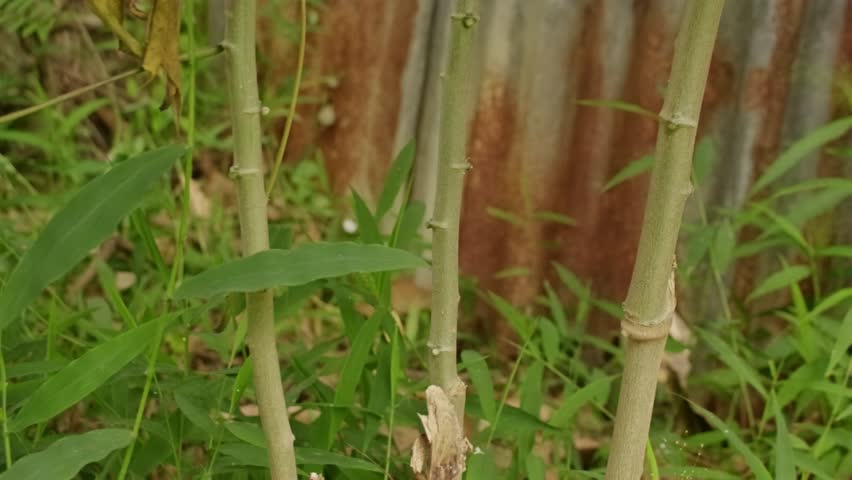 Farmer using machete to cut cassava plant in the garden