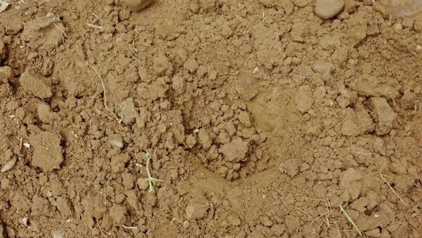 Farmer digging a hole in soil using a machete for planting