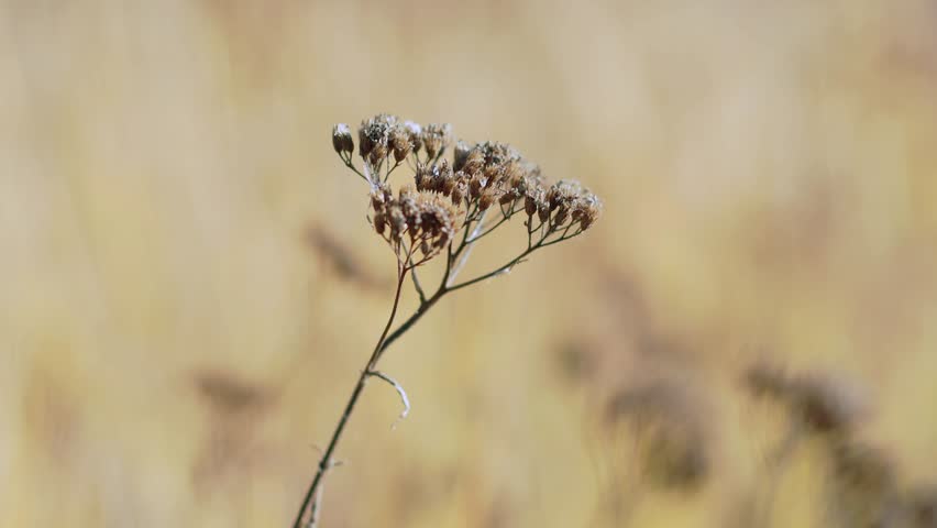 Wildflowers bloom in golden fields during a sunny afternoon in autumn