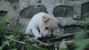 Adorable puppy nibbling on grass with flying loving hearts animation - Powered by Shutterstock - Get 15% off with code: PIKWIZARD15