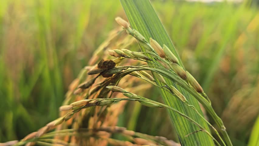 Close-up of rice panicles infected with False Smut (Ustilaginoidea virens), showing characteristic greenish-yellow to orange spore balls replacing grains