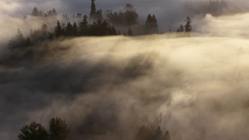 Early morning mist drifts through a forested Pacific Northwest landscape near Portland, Oregon. Fog and mist forms when moist air cools to its dew point, causing water vapor to condense.