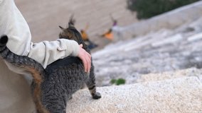 Woman petting stray cat while people practice yoga in background. Compassionate woman showing affection by gently caressing stray cat perched on low stone wall, with yoga practitioners - Powered by Shutterstock - Get 15% off with code: PIKWIZARD15