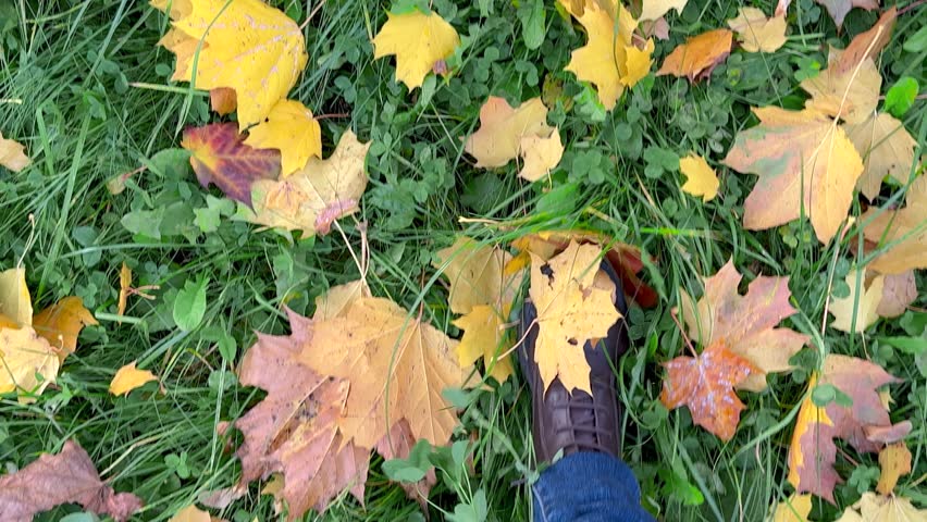 First person view of feet walking on green grass with fallen leaves. POV video walk in autumn park. Fall background. Point of view 4k slow motion footage.