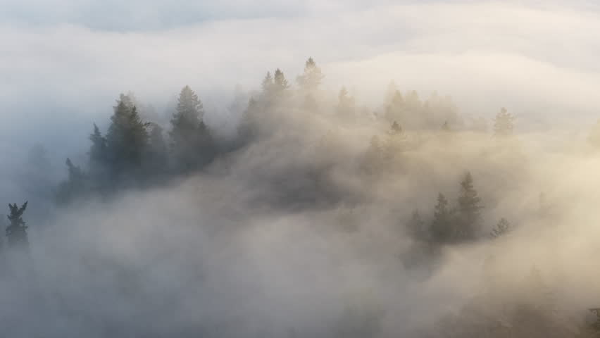 Early morning mist drifts through a forested Pacific Northwest landscape near Portland, Oregon. Fog and mist forms when moist air cools to its dew point, causing water vapor to condense.