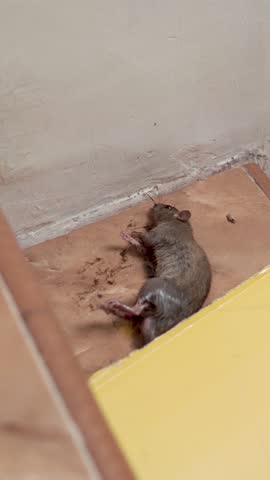 A trapped mouse caught on a sticky glue board, showing a close-up scene used for pest control and hygiene awareness.