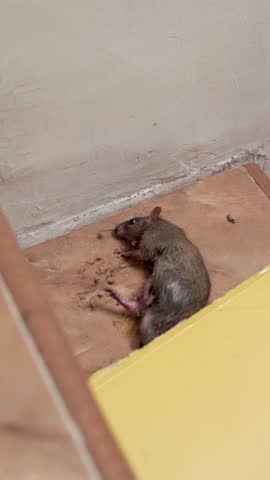 A trapped mouse caught on a sticky glue board, showing a close-up scene used for pest control and hygiene awareness.